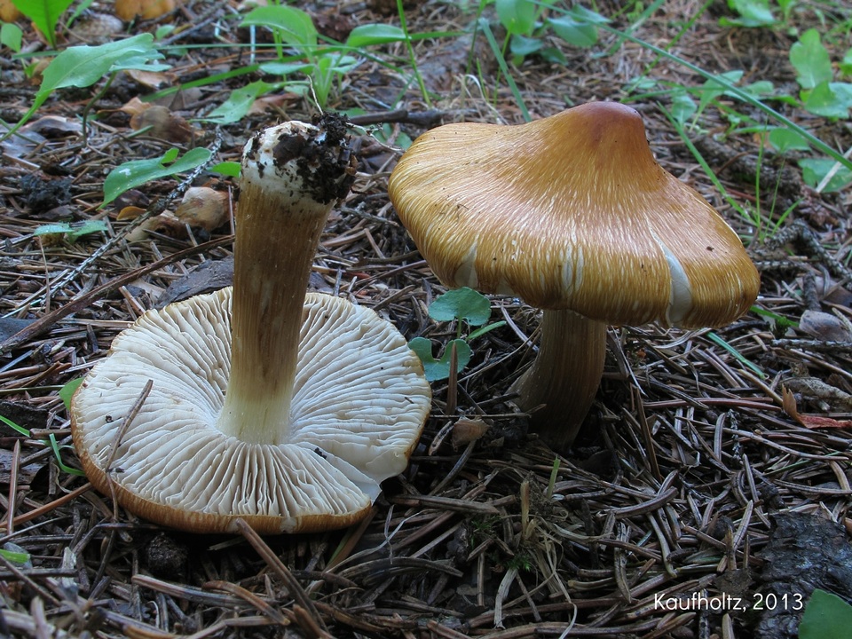 Inocybe maculata image