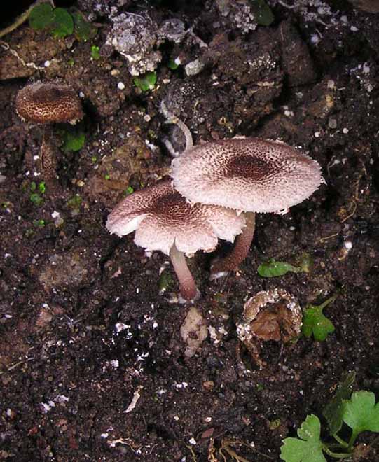 Echinoderma rubellum image
