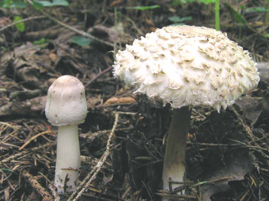 Leucoagaricus nympharum image