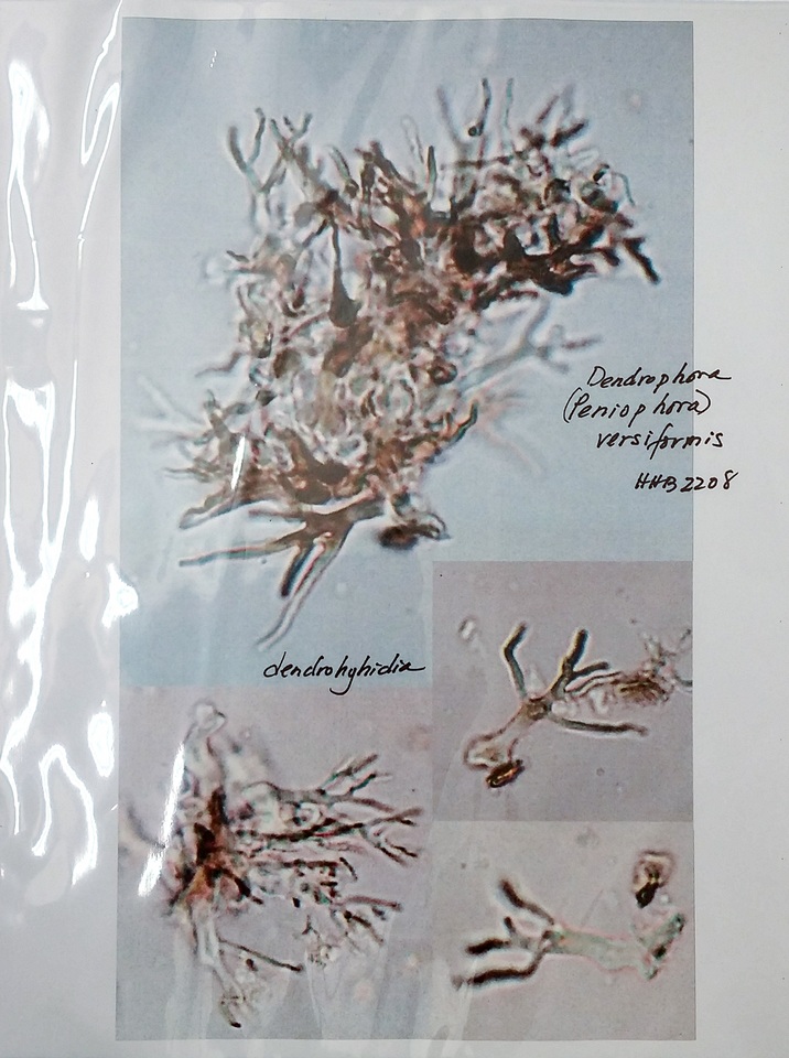 Peniophora versiformis image