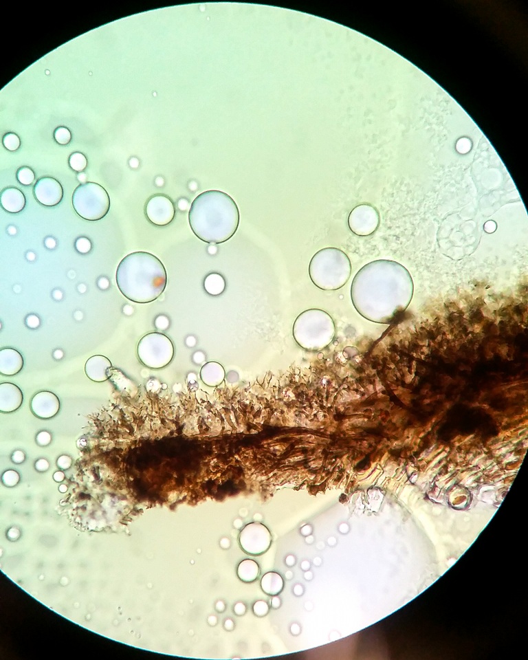 Peniophora versiformis image