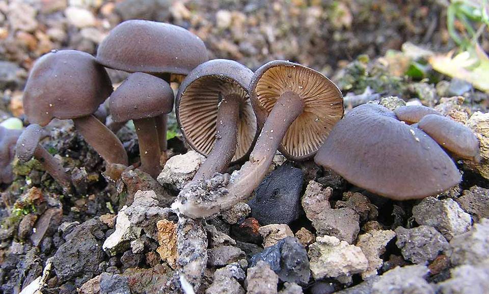 Tephrocybe atrata image