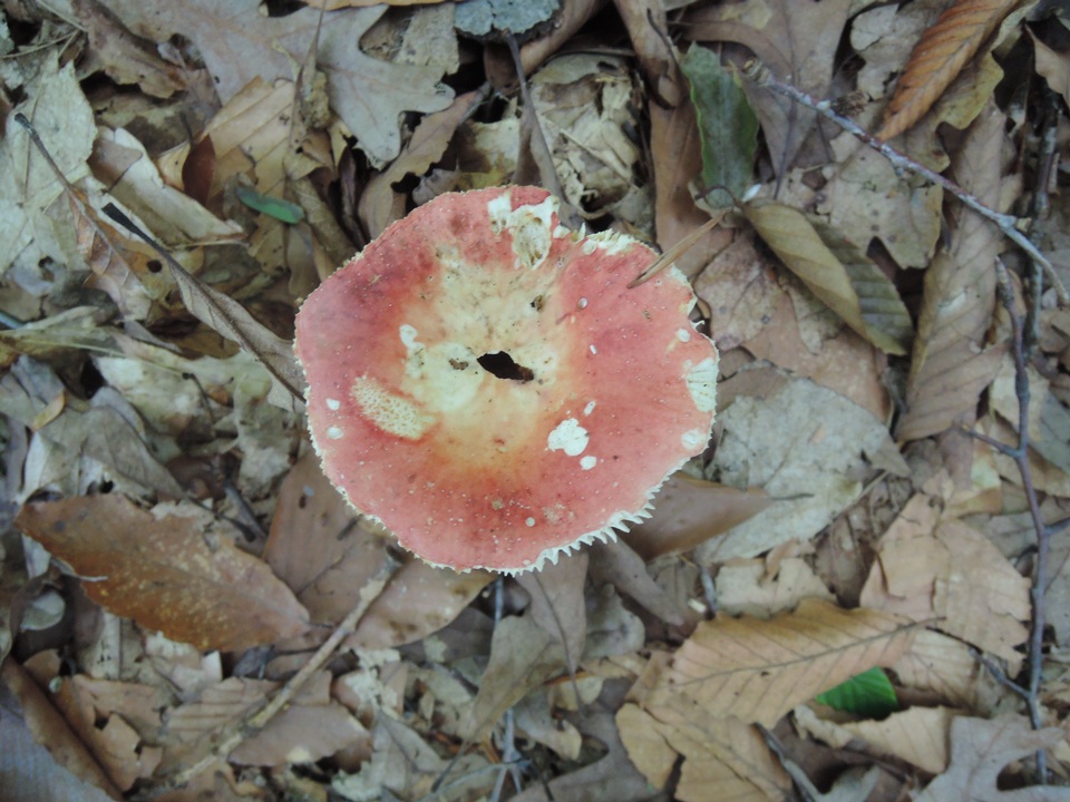 Russula flavisiccans image