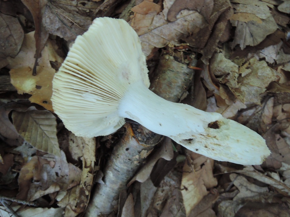 Russula flavisiccans image