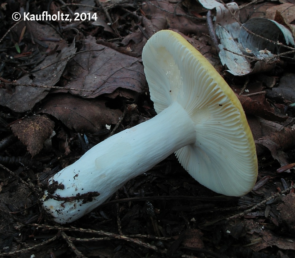 Russula claroflavoides image