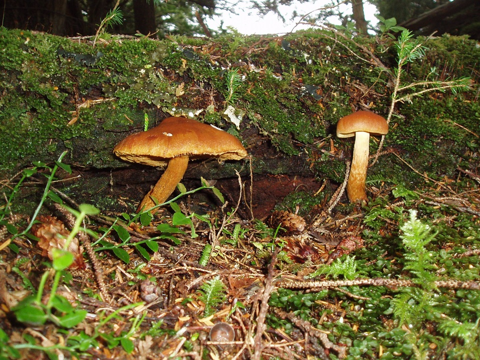 Cortinarius kroegeri image