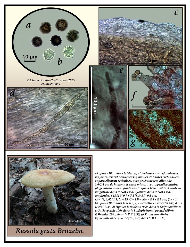 Russula grata image