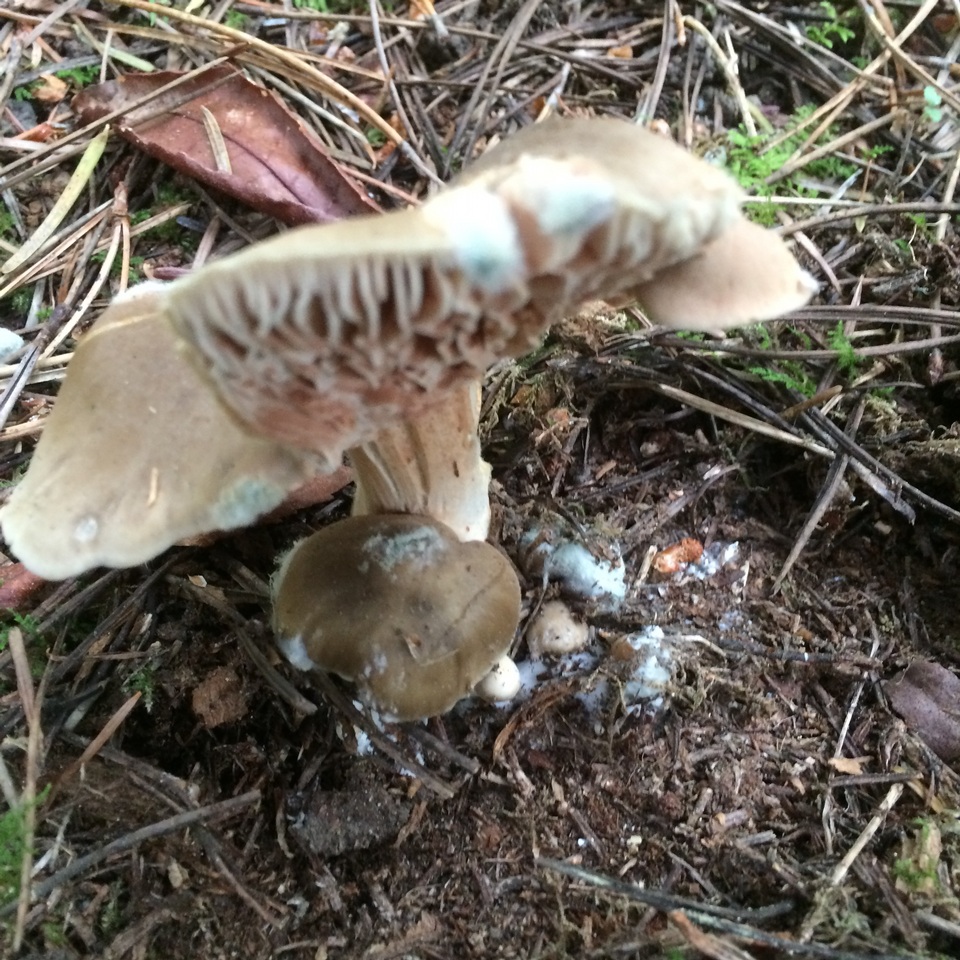 Entoloma subsaundersii image