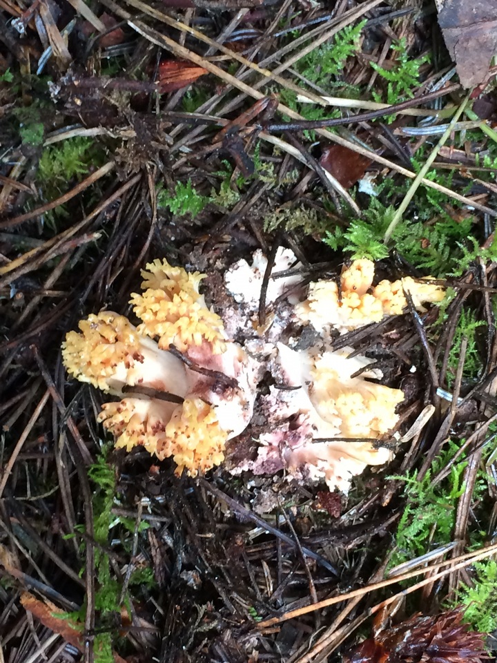 Ramaria rubribrunnescens image