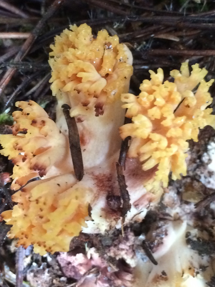 Ramaria rubribrunnescens image