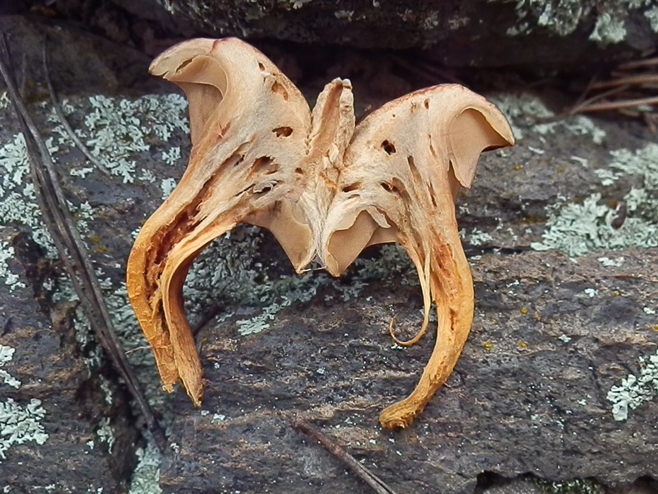 Chroogomphus conacytiensis image
