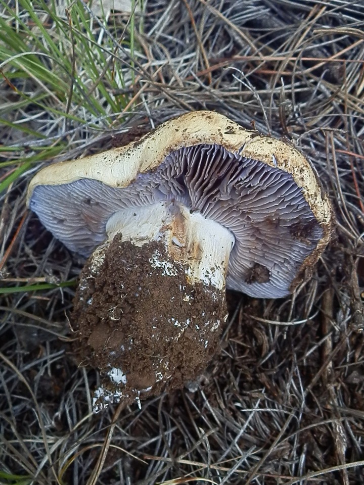 Cortinarius fulvo-ochrascens f. marginatus image