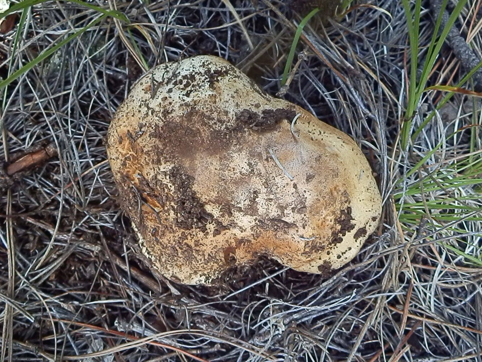 Cortinarius fulvo-ochrascens image