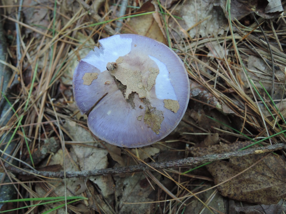 Cortinarius iodeoides image