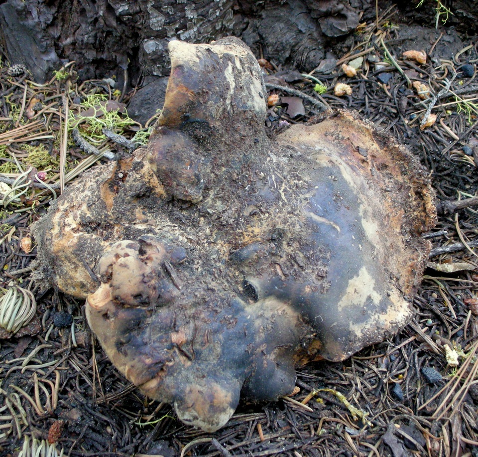 Sarcodon indurescens image