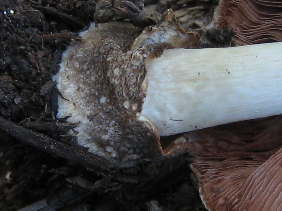 Volvariella volvacea image