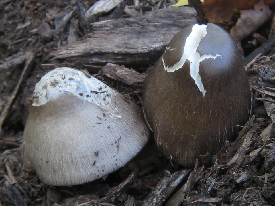 Volvariella volvacea image