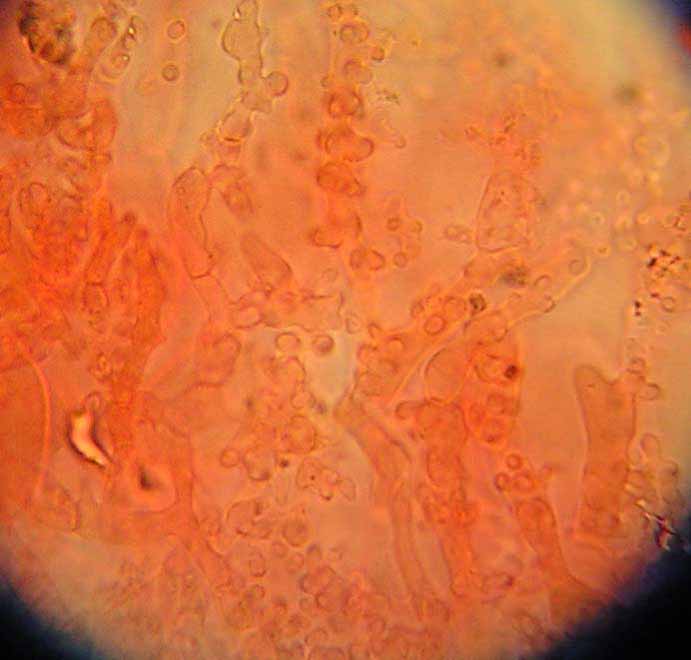 Mycena neospeirea image