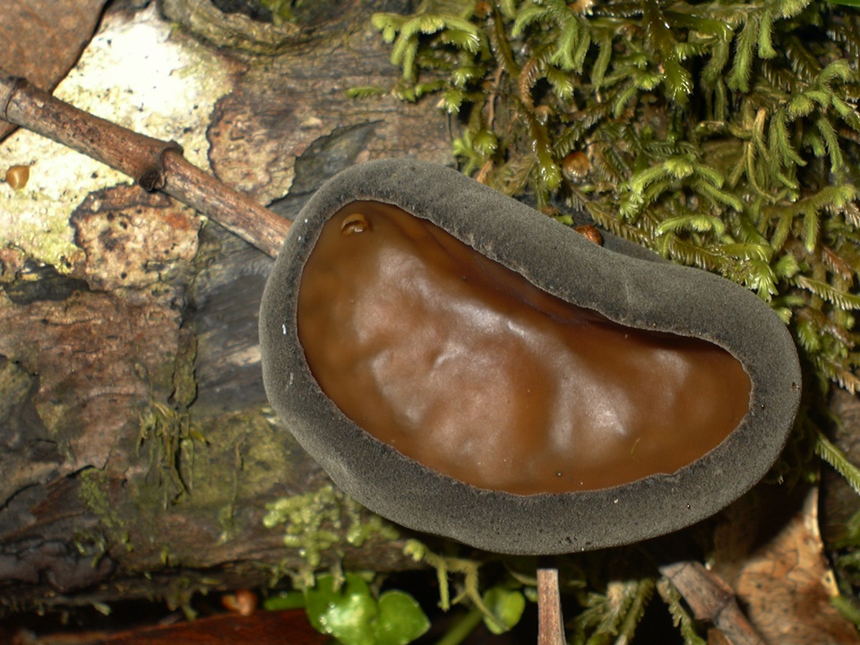 Plectania chilensis image