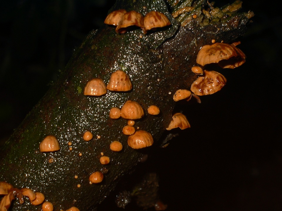 Anthracophyllum discolor image