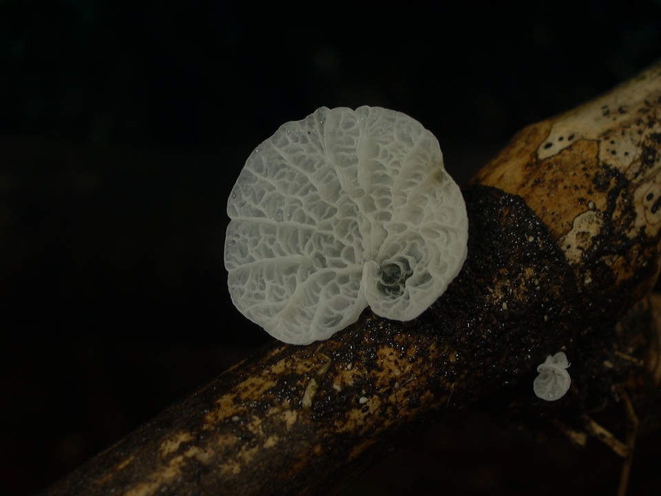 Tetrapyrgos alba image