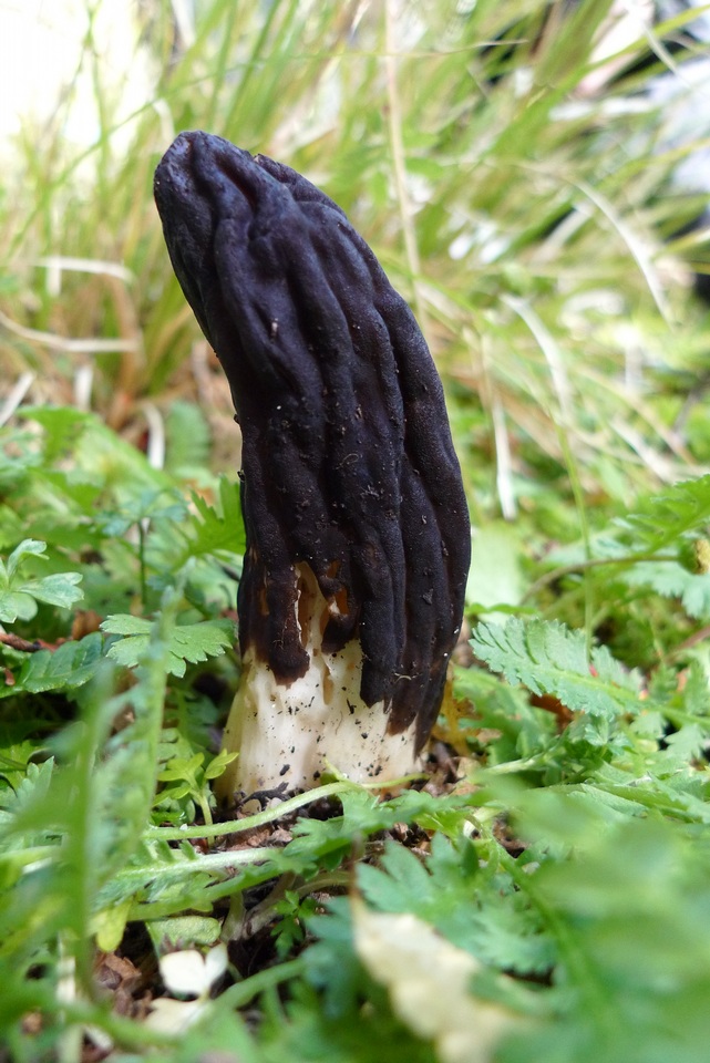 Underwoodia image