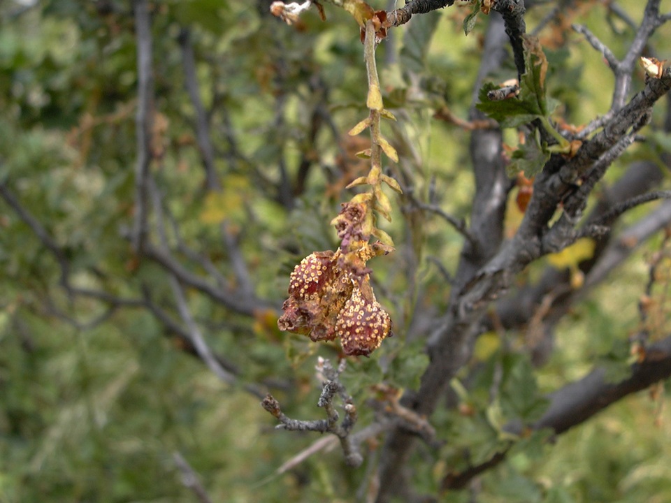 Aecidium magellanicum image