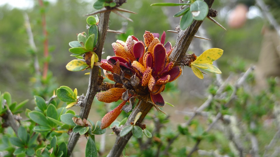 Aecidium magellanicum image