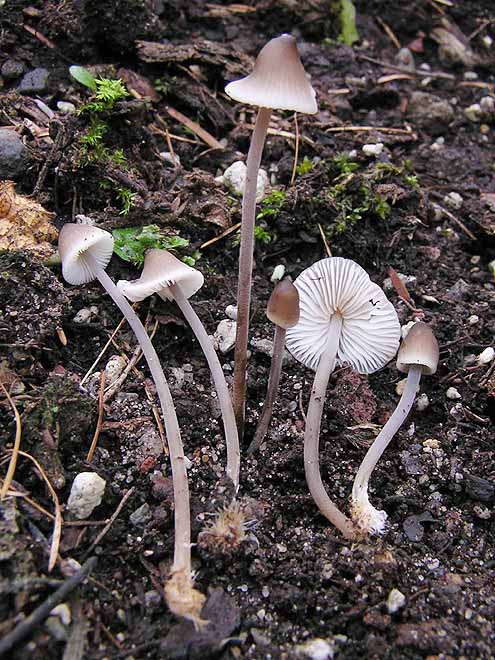Mycenella trachyspora image