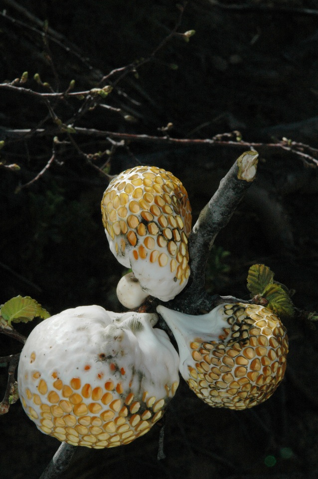 Cyttaria espinosae image