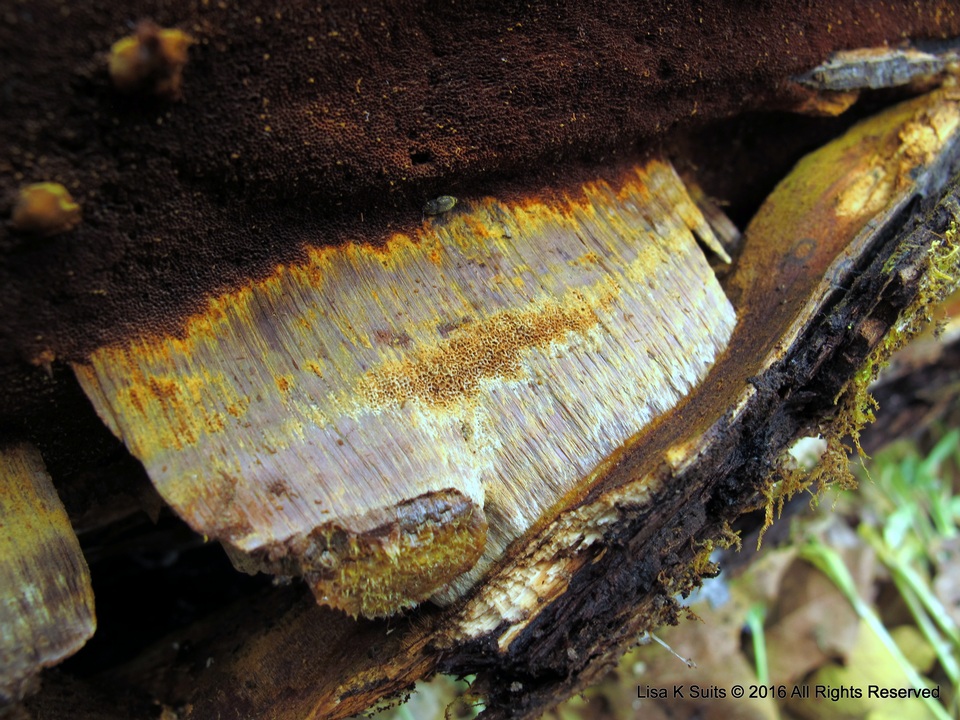 Inonotus andersonii image