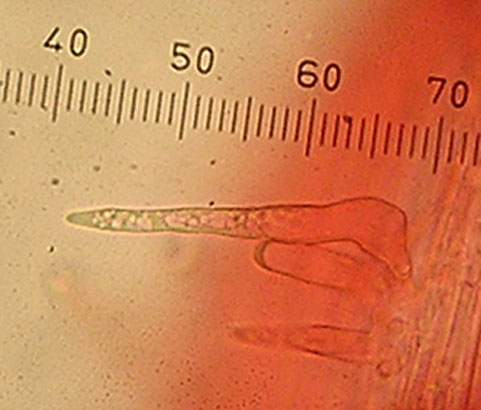 Mycenella trachyspora image