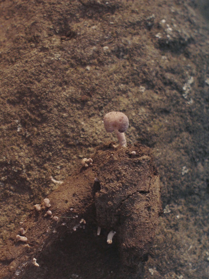 Favolaschia antarctica image