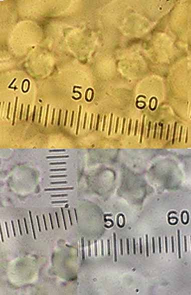 Mycenella trachyspora image
