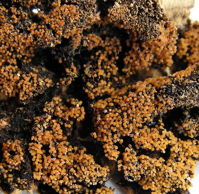 Nectria peziza image