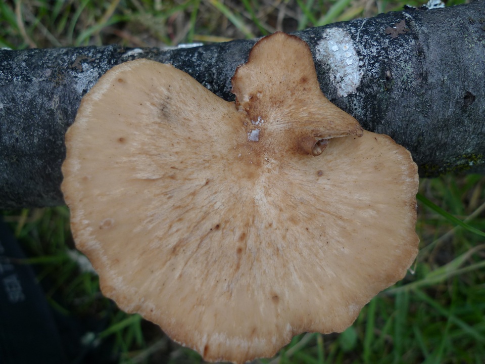 Polyporus gayanus image