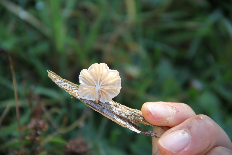 Marasmiellus alliiodorus image