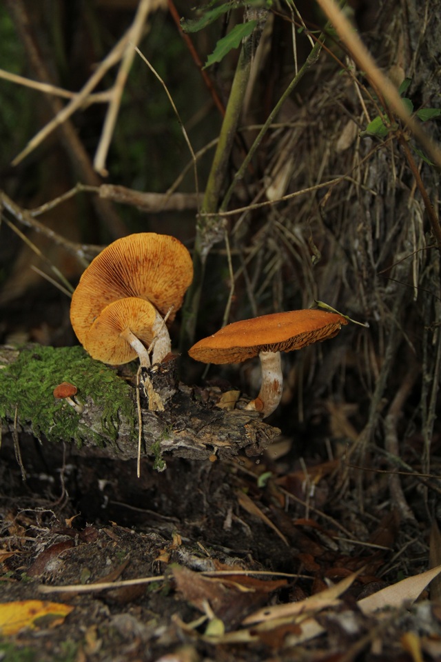 Gymnopilus chilensis image