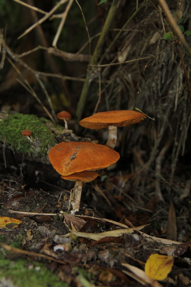 Gymnopilus chilensis image
