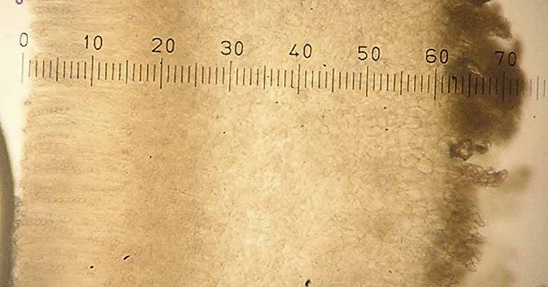 Otidea papillata image