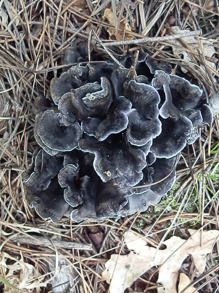 Polyozellus atrolazulinus image