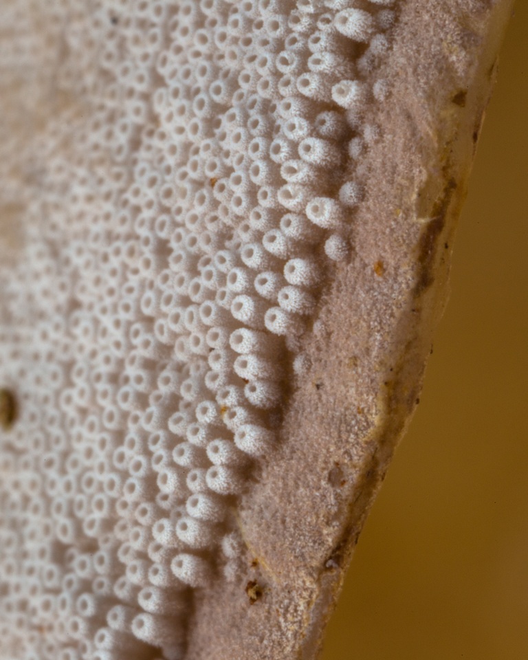 Pseudofistulina radicata image