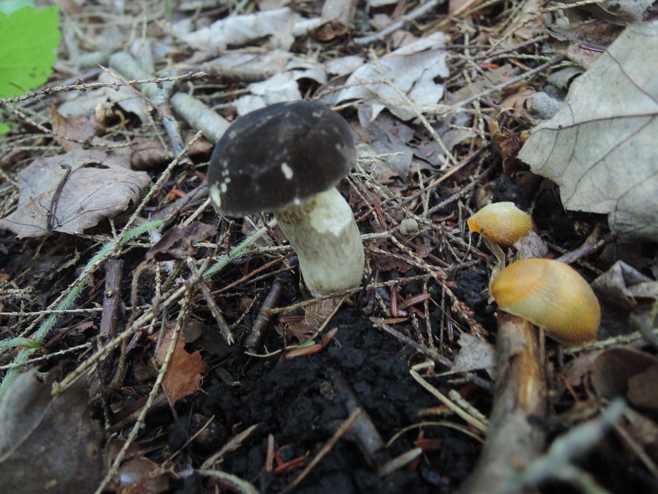 Retiboletus fuscus image