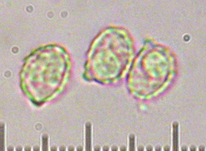 Ramaria rubella f. blanda image