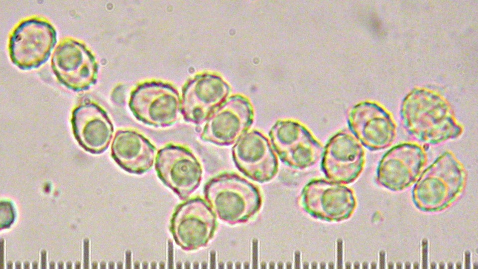 Ramaria rubella f. blanda image