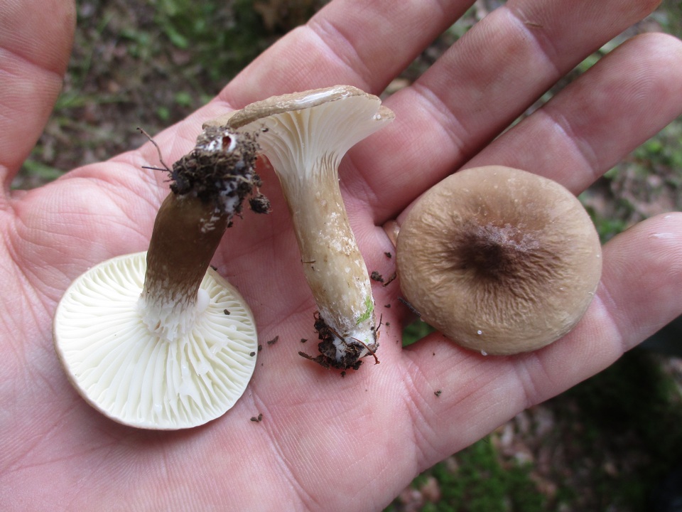 Lactarius gerardii var. gerardii image
