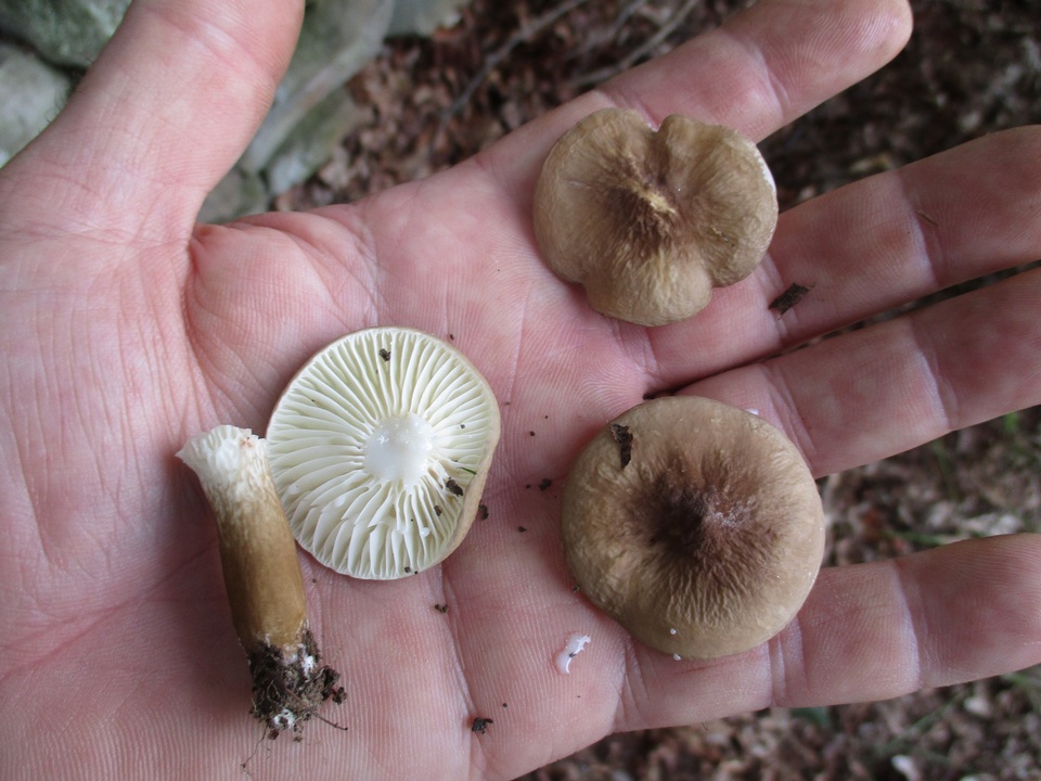 Lactarius gerardii var. gerardii image