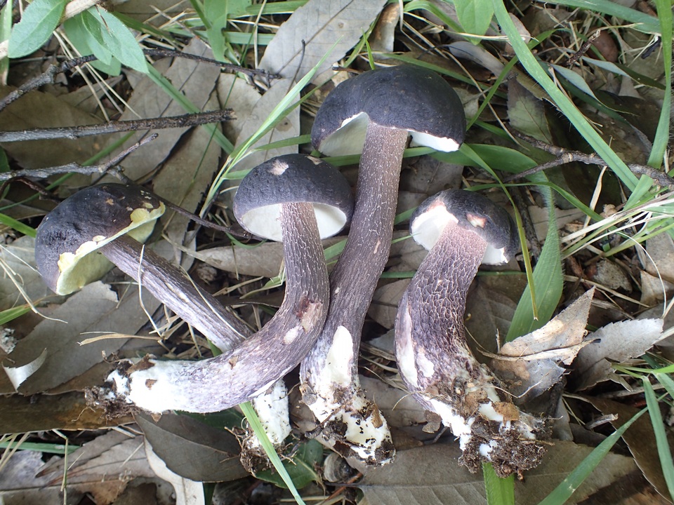 Boletus violaceofuscus image