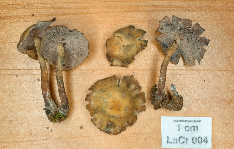 Psilocybe moseri image