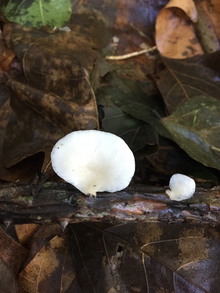 Pleurotus floridanus image